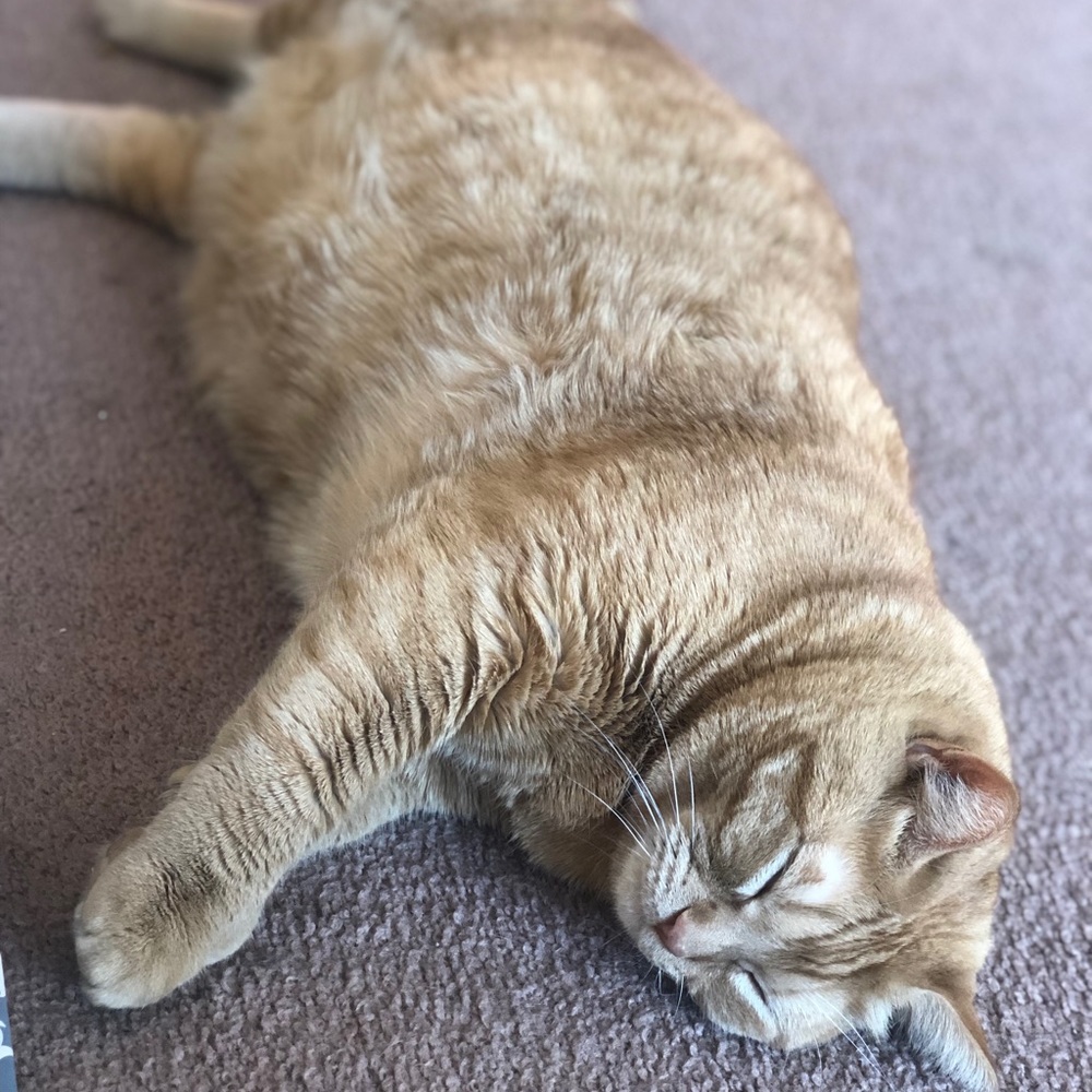 Meet your Posher, Samantha